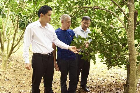 Hiệu quả bước đầu của mô hình trồng cây mắc ca trên địa bàn thành phố Lai Châu